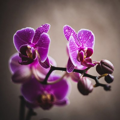 Purple orchids with water droplets