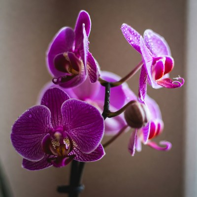 Purple Phalaenopsis Orchids on Stem