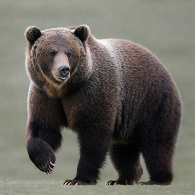 Grizzly Bear Standing in Grass