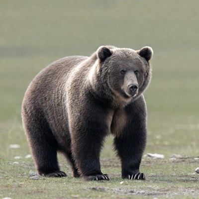 Grizzly bear standing in grassy field