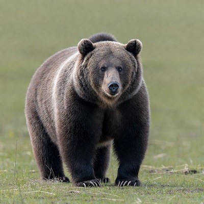 Grizzly Bear Standing in Grass