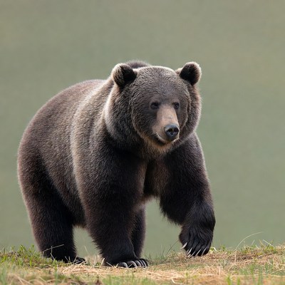 Grizzly Bear Standing in Grass