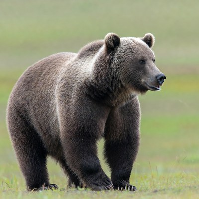 Grizzly bear standing in grass