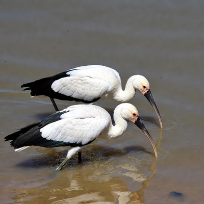 Two white ibises drinking water