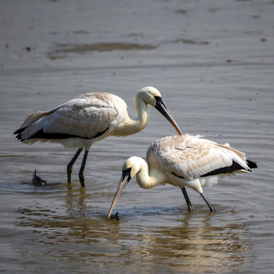 Three spoonbills foraging in shallow water