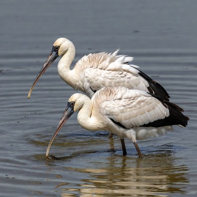 Two white ibises foraging in water