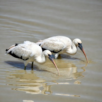 Two white spoonbills foraging in water