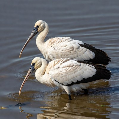 Two white spoonbills foraging in water