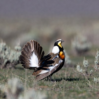 Western Meadowlark displaying tail feathers