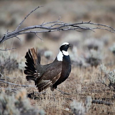 Sage Grouse in dry grassland