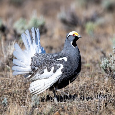 Sage Grouse displaying tail feathers