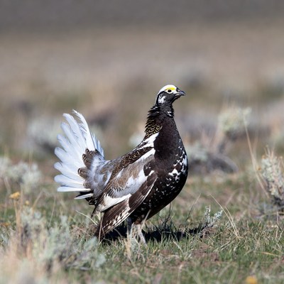 Sage Grouse standing in grassland