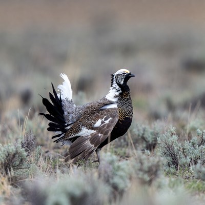 Sage Grouse displaying in field