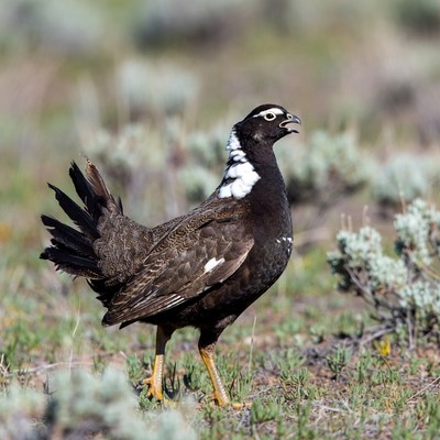 White-tailed Ptarmigan in Sagebrush