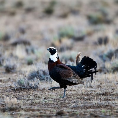 Ring-necked Pheasant in dry grass