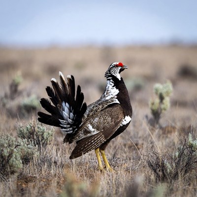 Greater Sage Grouse in Sagebrush Field