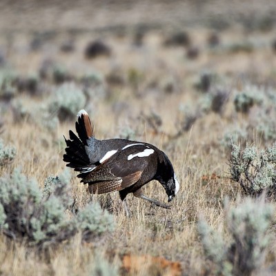 Greater Sage Grouse foraging in grassland