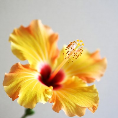 Vibrant Yellow Hibiscus Flower