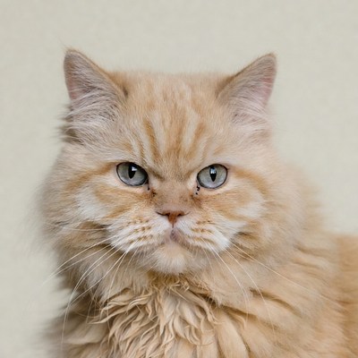 Orange Persian Cat Portrait