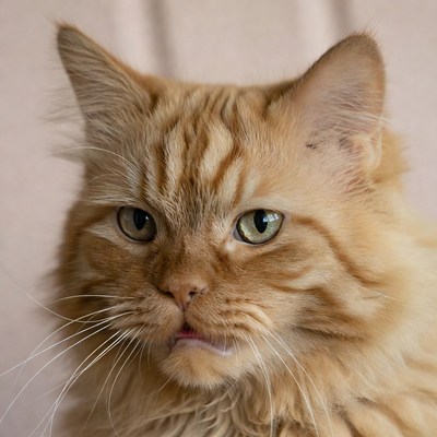 Orange tabby cat close-up