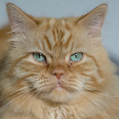 Orange cat with green eyes