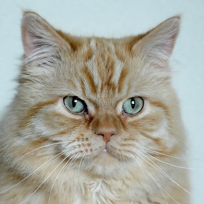 Close-up of orange tabby cat
