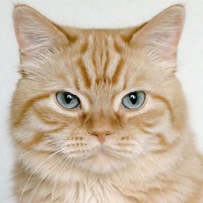 Orange tabby cat close-up