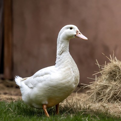 White duck standing on grass