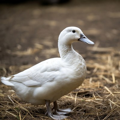 White duck standing on straw