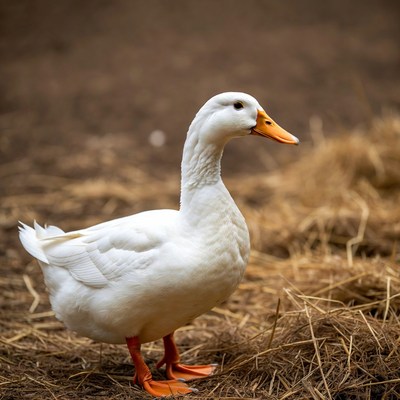 White duck standing on hay
