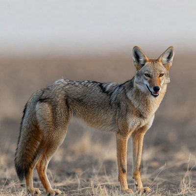 Coyote standing in dry grass
