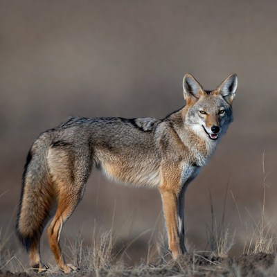 Coyote standing in dry grass