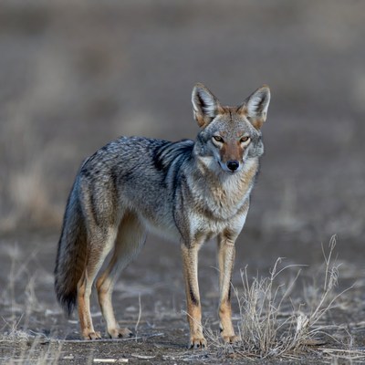 Coyote standing in dry grass
