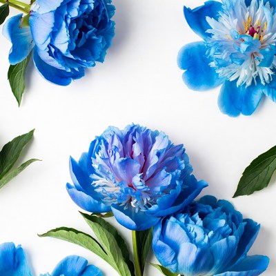 Blue Peonies on White Background