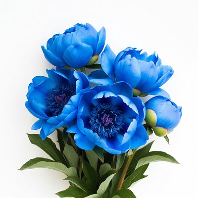 Blue Peony Flowers Bouquet