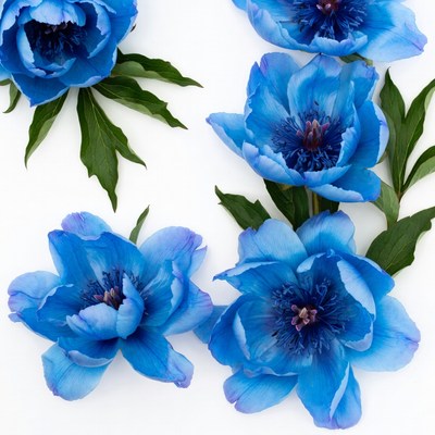 Blue Peonies with Green Leaves
