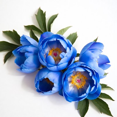 Blue peonies with green leaves