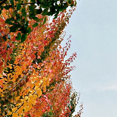 Autumn tree with colorful leaves