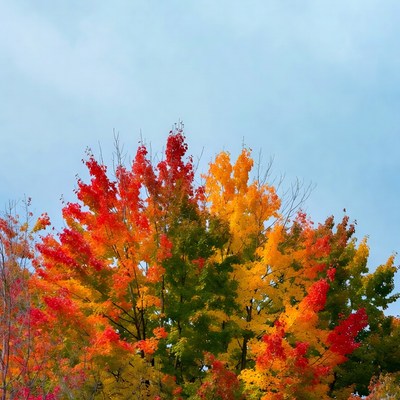 Autumn Tree with Red Orange Leaves
