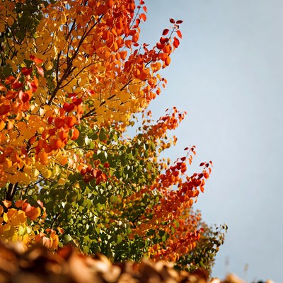 Autumn tree with vibrant orange leaves