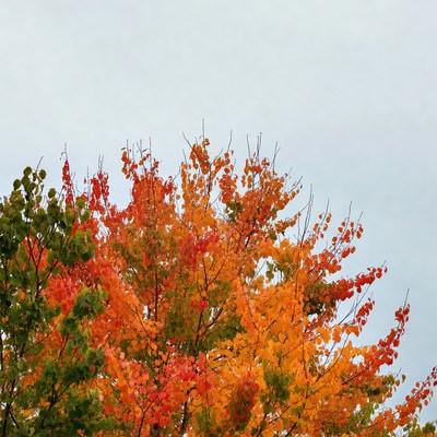 Autumn Maple Tree with Red Orange Leaves