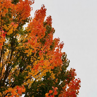 Autumn tree with vibrant orange leaves