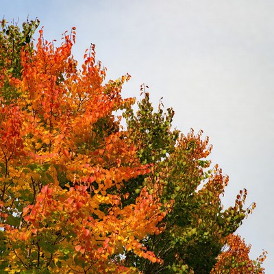 Autumn trees with orange red leaves