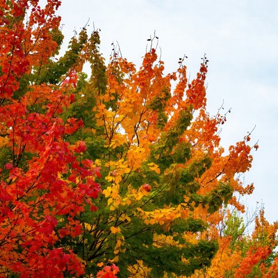 Vibrant Autumn Maple Trees