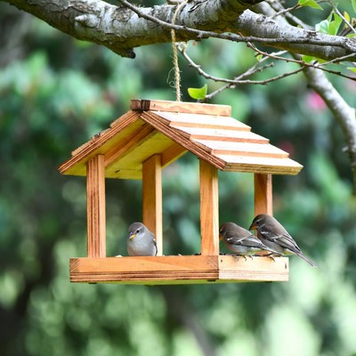 Birds eating from wooden bird feeder