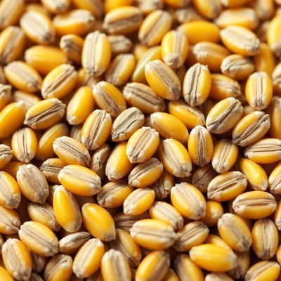 Close-up of golden barley grains