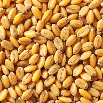 Golden wheat grains closeup