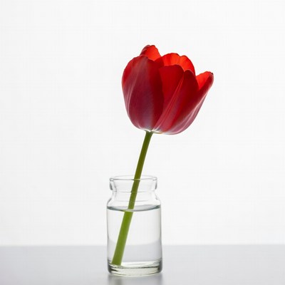 Red Tulip in Glass Vase