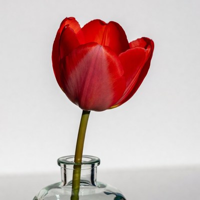 Red Tulip in Glass Vase