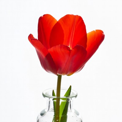 Red Tulip in Glass Vase